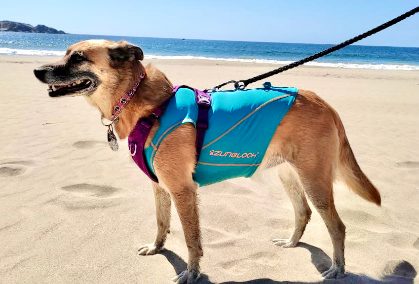 Capas con filtro solar UPF 50+ para perros marca Zunblock